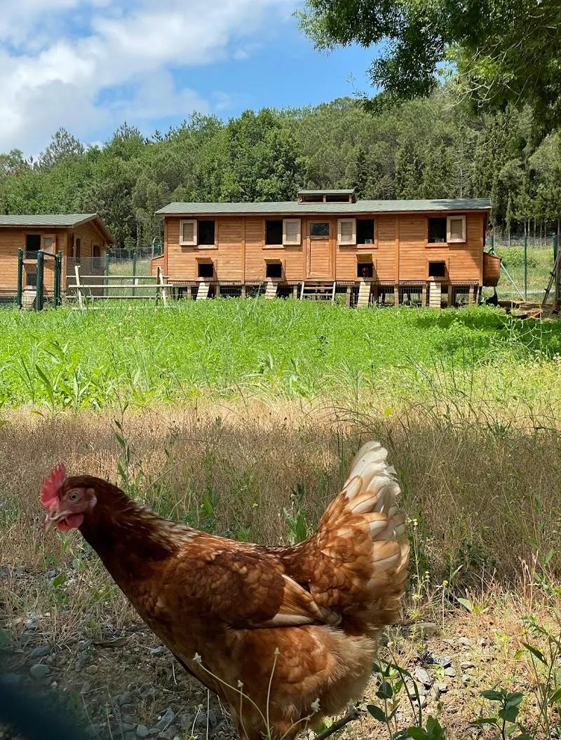 Casa Kilyos Padel Club görsel 2