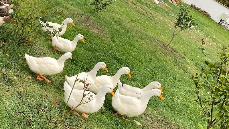 Casa Kilyos Padel Club padel kortu